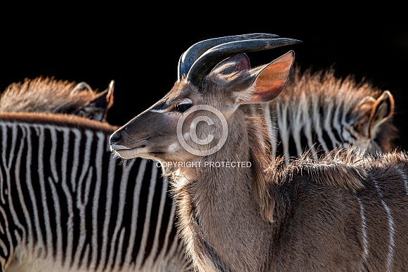Greater Kudu (Tragelaphus strepsiceros)