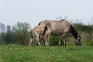 Mother with young foal