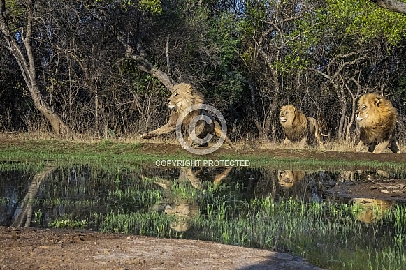 Group of 3 Male Lions