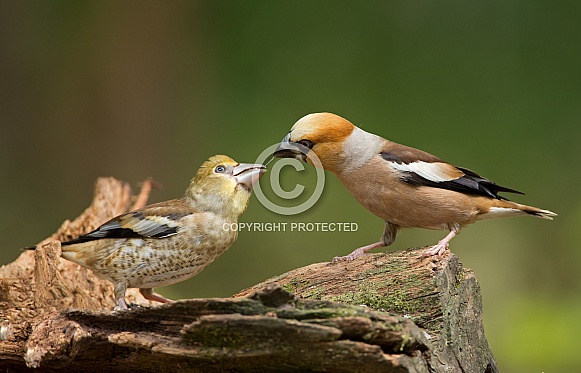 The hawfinch male feeding