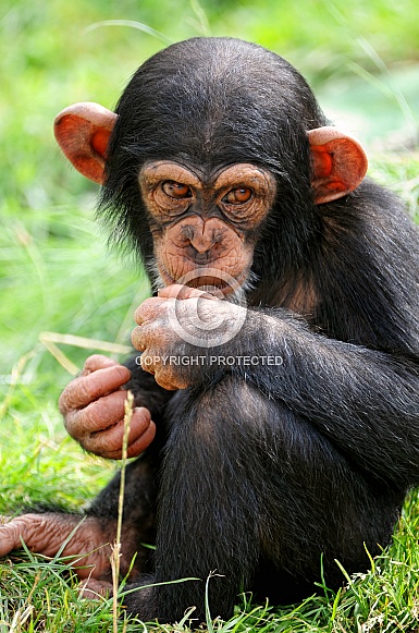 Young Chimp
