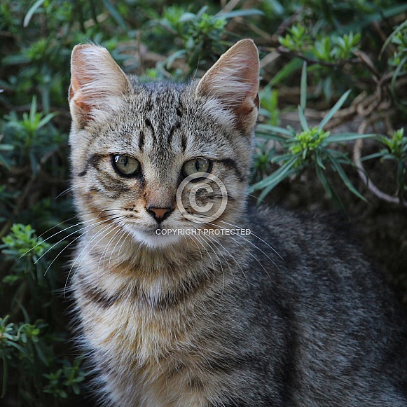 Striped Kitten Portrait