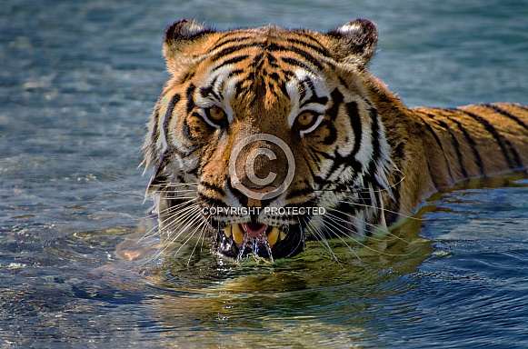 Tiger in the Pool