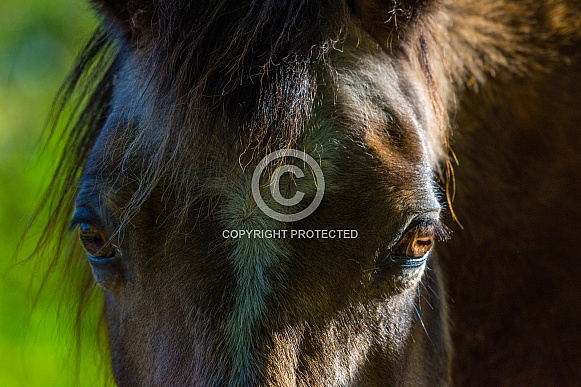 Young Horse Close Up