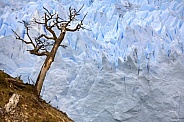 Grey Glacier - Torres del Paine - Chile