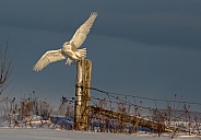 Female Snowy Owl Taking Off from a Fence Post