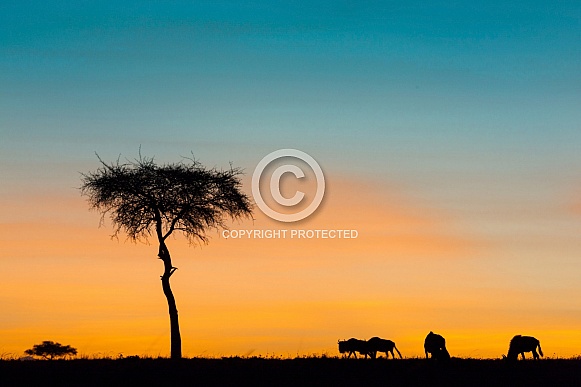 Twilight in the Masai Mara