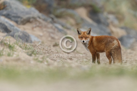 Red Fox.