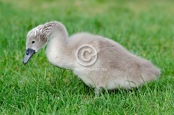 Young Swan (Cygnet)