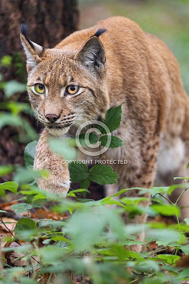 Lynx stalking