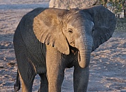 Baby African Elephant - Botswana