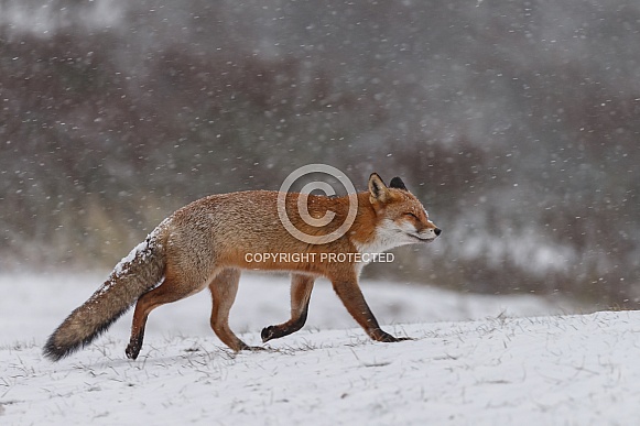 Red fox in wintertime