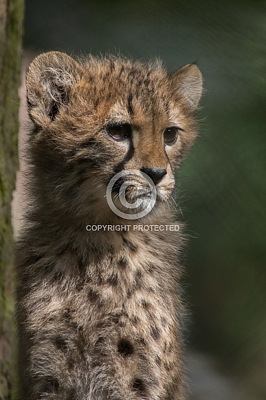 Cheetah Cub (Acinonyx Jubatus Jubatus)