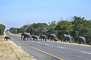 African Elephants crossing a road - Zimbabwe