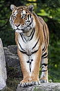 Amur Tiger Standing
