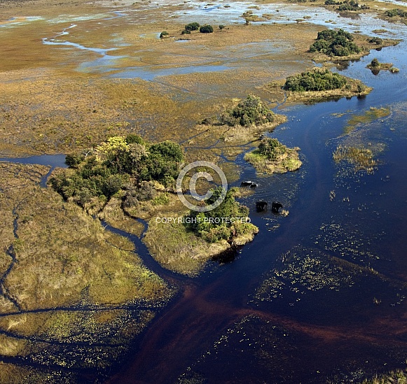 Aerial view a group of elephants - Okavango Delta - Botswana