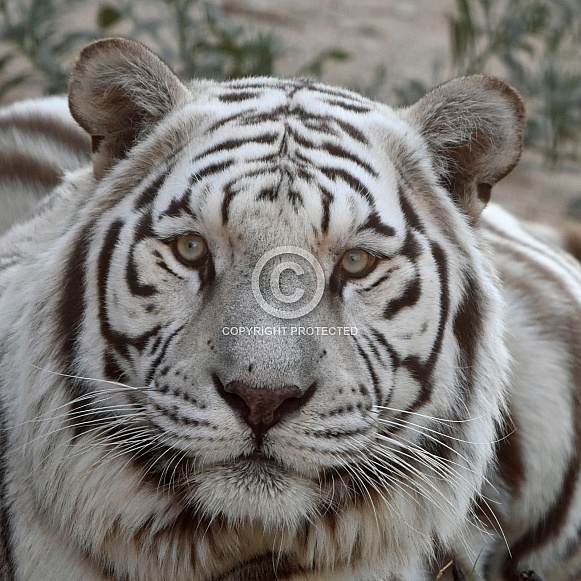 White Tiger up close