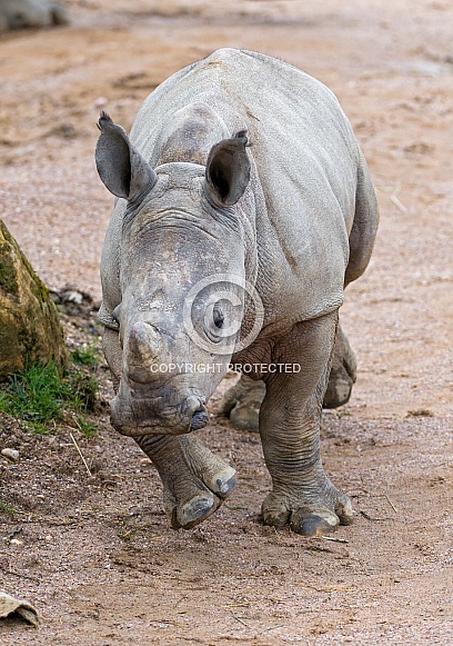 Young Rhino