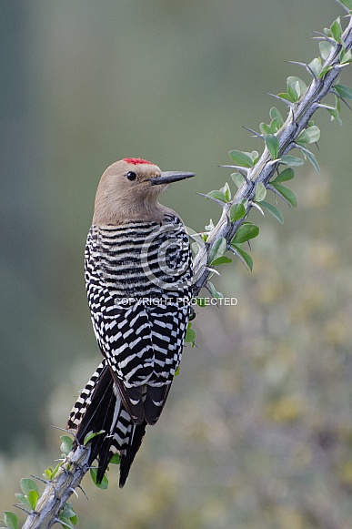 Gila Woodpecker (Male)