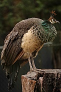 Female Peacock