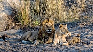 Lion Family together at Dawn
