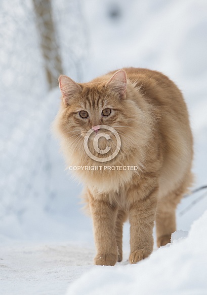 Sandy coloured cat in the snow