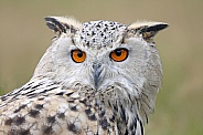 Siberian eagle-owl (Bubo bubo sybericus)