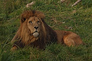 Male Lion Lying In The Grass