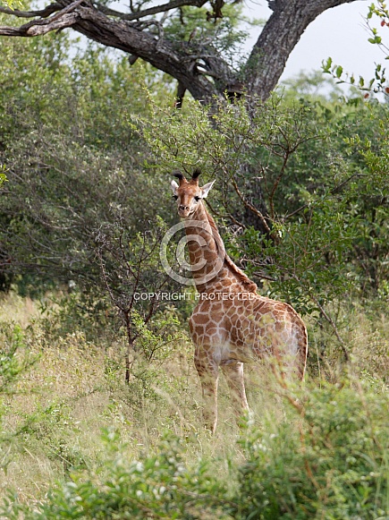 South African (Cape) Giraffe (Young/Juvenile)