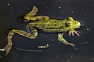 Frog Full Body In Water