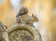 Grey squirrel - Sciurus carolinensis - portrait on oak tree