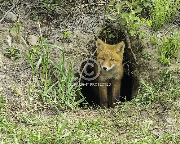 Red Fox Kit Coming out of the Den