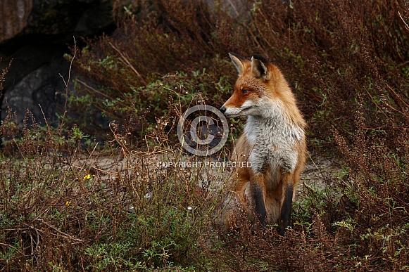 Red Fox in nature
