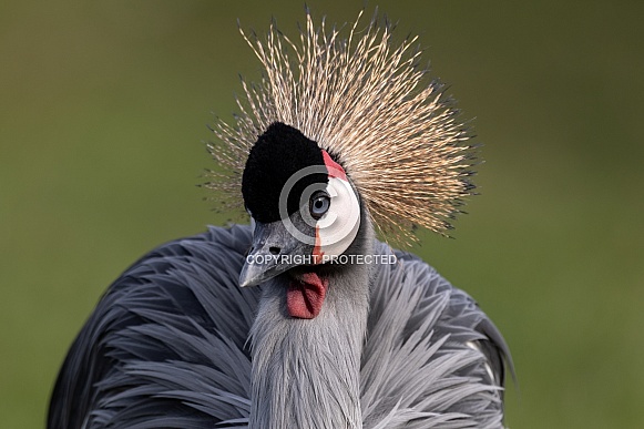Grey Crowned Crane Close Up