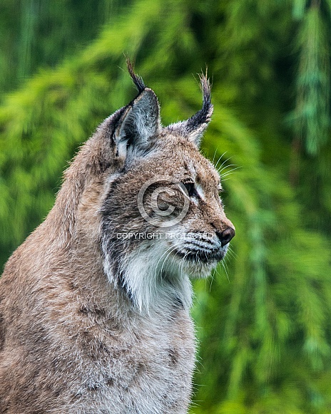 Lynx in profile