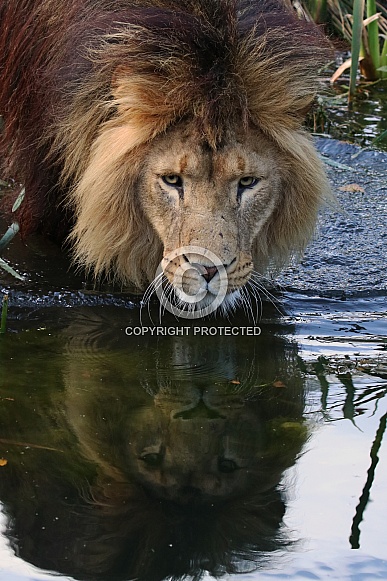 African lion by the water