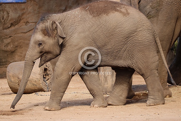 YoungAsian Elephant