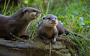 Mum and Baby Otter