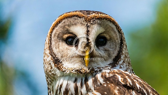 Barred owl - Strix varia - Close up of round face and head with facial disk and dark eyes, determined sad soulful look, blue sky and green tree blurred background