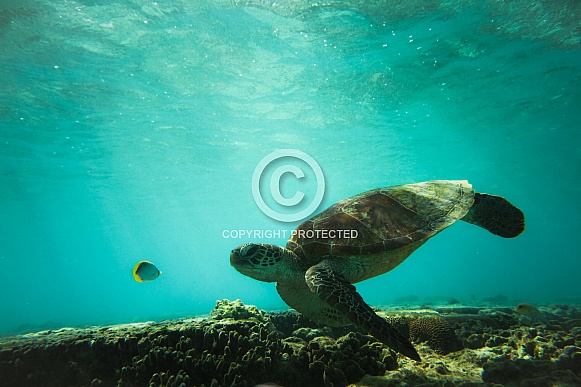 Sea Turtle and Friend