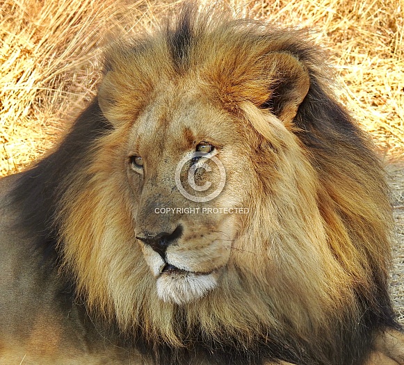 Male Tawny Lion