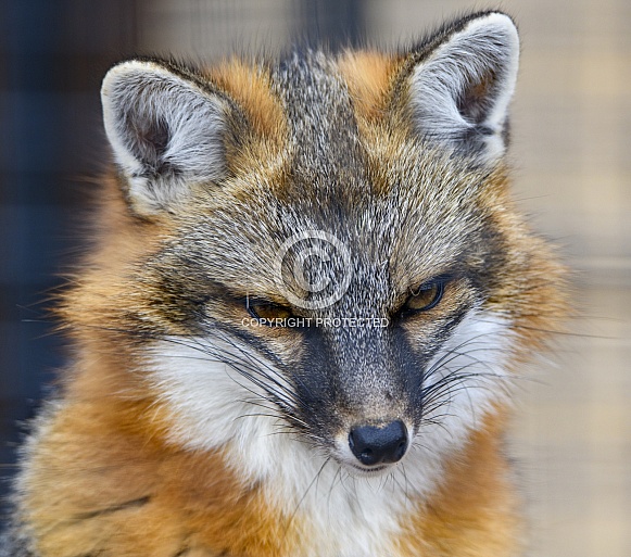 Head shot of a red fox