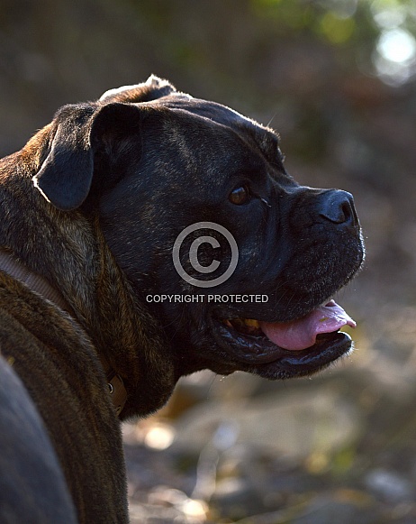 Boxer x Bullmastiff Dog