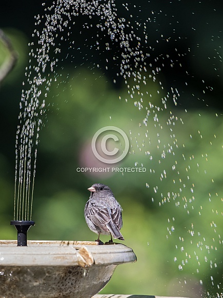 Dark-eyed Junco at a Birdbath
