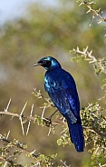 Burchells Starling - Botswana