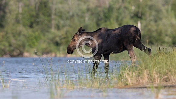 Cow Moose About to Cross the Lake