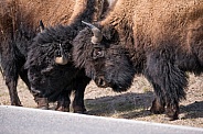 Bison, Buffalo
