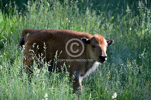 North American Plains Bison Calf