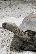 longneck tortoise