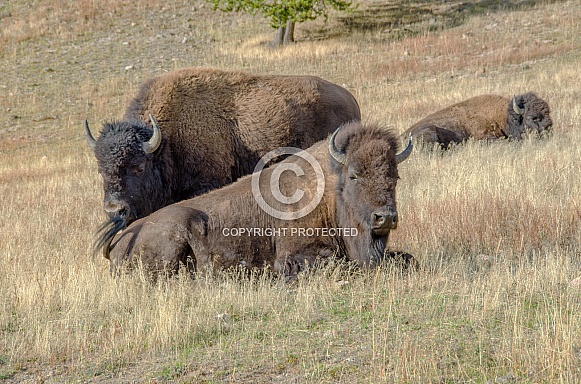 Bison in the Porcupine Hills